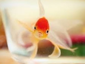 peixe
